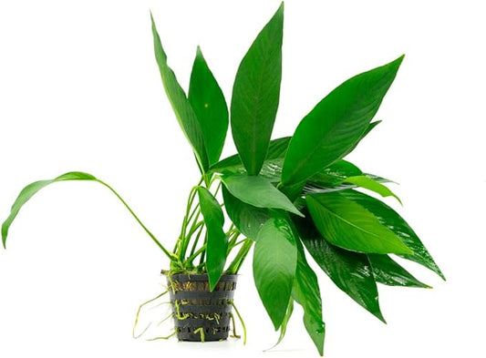 SubstrateSource Anubias Live Aquarium Plants - Potted Freshwater Plant for Fish Tanks, Terrariums - Beginner Friendly Low Light (Congensis, Mother Plant)