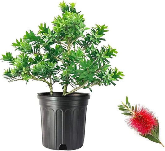 Little John Dwarf Bottlebrush | 1 Large Gallon Size Plant | Callistemon Compact Heavy Blooming Shrub