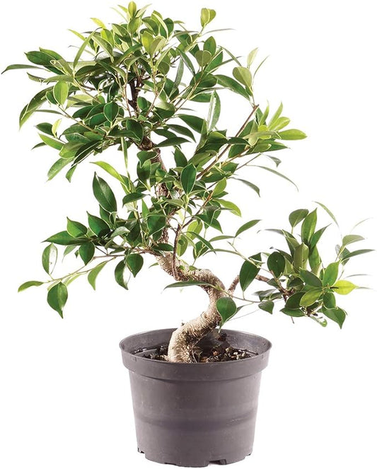 Brussel's Bonsai Live Golden Gate Ficus Indoor Bonsai Tree-7 Years Old 8" to 10" Tall with Plastic Grower Pot, Medium,