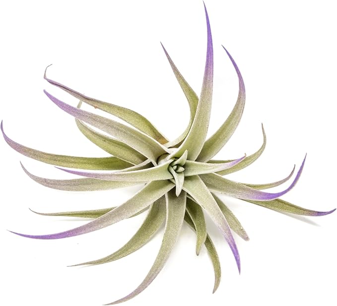Purple Colorful Tillandsia Air Plants - Long Lasting Color Enhanced Live Tillandsia Succulent House Plants - Home and Garden Decor - Easy Care Indoor and Outdoor (Harrisii, Pack of 3)