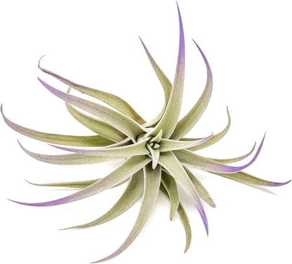 Purple Colorful Tillandsia Air Plants - Long Lasting Color Enhanced Live Tillandsia Succulent House Plants - Home and Garden Decor - Easy Care Indoor and Outdoor (Harrisii, Pack of 3)