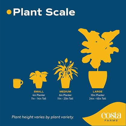 Costa Farms Mini Monstera Live Plant in Self Watering Pot, Indoor Houseplant, Perfect for Home, Room, or Office Decor, Great House Warming or Birthday Gift, 12-18 Inches Tall