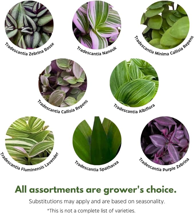 Wandering Dude Assortment, Tradescantia Variety, 2 inch, Set of 3 Tiny Mini Pixie Plant