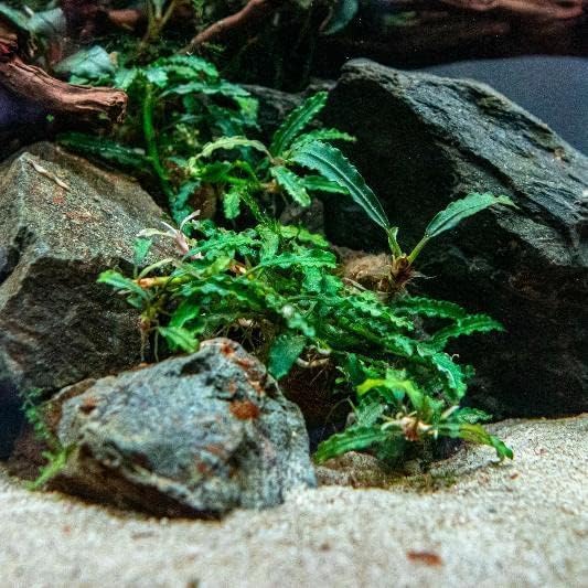 SubstrateSource Bucephalandra Titan Potted Live Aquarium Plant - Natural Freshwater Fish Tank Decorations, Aquatic Décor