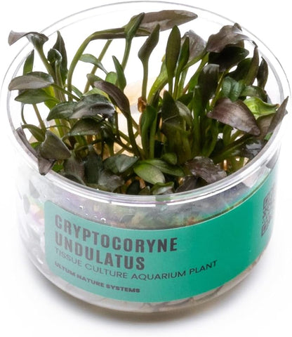 Ultum Nature Systems Cryptocoryne Undulatus Tissue Culture Live Plant for Aquarium, Aquascape, Freshwater Fish Tanks - 100% Snail Free in Vitro