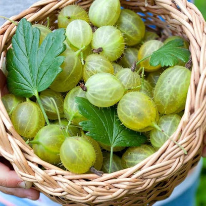 Sweet Gooseberry Plant Live for Planting, Gooseberry Bushes Live Plant 5 to 9 Inch Tall, Gooseberries Fruit