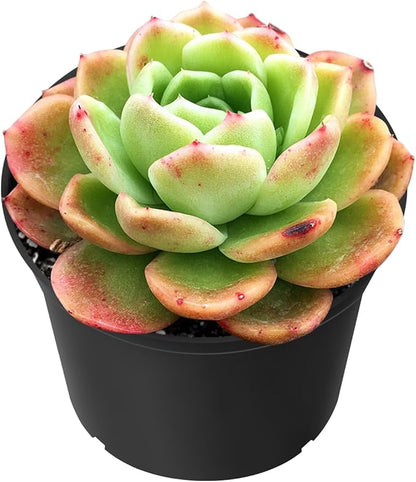 Sprout N Green Echeveria 'Gilva', Live Succulent Plant Fully Rooted in 2" Pots with Soil Mix, Real Houseplant for Indoor Outdoor Home Office Wedding Decoration Party Favor