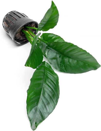 SubstrateSource Anubias Live Aquarium Plants - Potted Freshwater Plant for Fish Tanks, Terrariums - Beginner Friendly Low Light (Heterophylla, 3 Pots)
