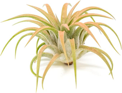 Coral Colorful Tillandsia Air Plants - Long Lasting Color Enhanced Live Tillandsia Succulent House Plants - Home and Garden Decor - Easy Care Indoor/Outdoor Plants (Ionantha Rubra, Single)