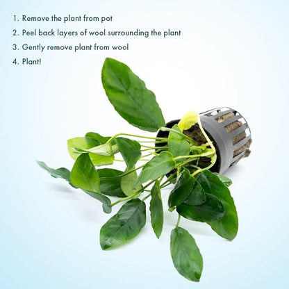SubstrateSource Live Plants – Anubias Nana Paxing (Anubias barteri VAR. Nana 'Paxing') – Low to Moderate Light, Deep Green Color Small Rounded Leaves, Foreground to Midground - Pot - 3 Pack