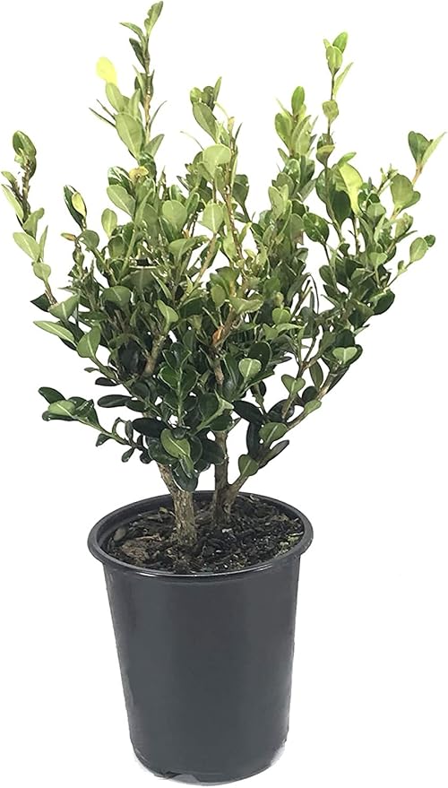 Winter Gem Boxwood | 3 Live 4 Inch Pots | Buxus Microphylla Japonica | Fast Growing Cold Hardy Formal Evergreen Shrub