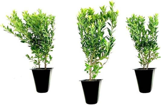 Hoogendoorn Holly Shrub I 30 Live Plants I Ilex Crenata | Lustrous Evergreen for Hedging, Privacy Screens, and Decorative Accents