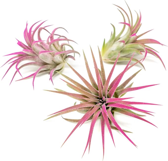 Fuchsia Colorful Tillandsia Air Plants - Long Lasting Color Enhanced Live Tillandsia Succulent House Plants - Home and Garden Decor - Easy Care Indoor/Outdoor Plants (Ionantha Rubra, Single)