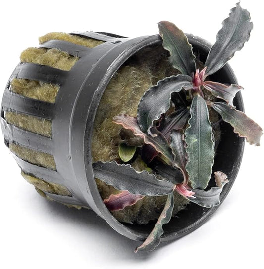 SubstrateSource Bucephalandra Godzilla Potted Live Aquarium Plant - Natural Freshwater Fish Tank Decorations and Aquatic Décor