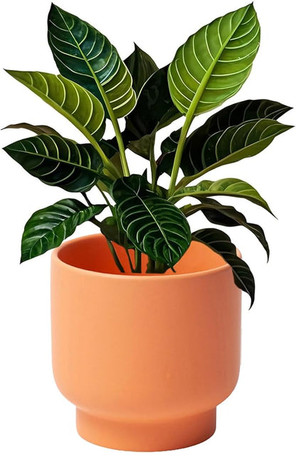 LB Orange Ceramic Planters for Indoor Plants, Succulent Plant Pots Ceramic Flower Pots, Modern Plant Pot for Living Room Office Home Decor, Round Flower Pot of 4.3 Inch(Plant Not Included)