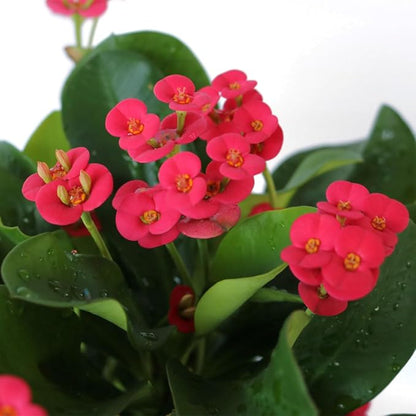 American Plant Exchange Live Crown of Thorns 'Red' – 6-Inch Pot – Flowering Succulent with Thick Stems and Bright Red Blooms, Drought-Tolerant Easy Care Plant for Sunny Windows, Patios & Gardens