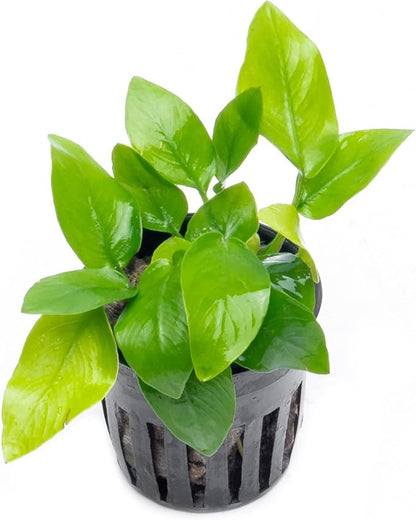 SubstrateSource Anubias Live Aquarium Plants - Potted Freshwater Plant for Fish Tanks, Terrariums - Beginner Friendly Low Light (Nana Golden, 5 Pots)