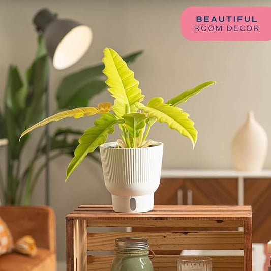 Costa Farms Philodendron Golden Crocodile, Rare Unique Live Indoor Plant in 6-Inch Self-Watering Houseplant Pot, Potting Soil, Trending Tropicals Collection, Room and Home Decor