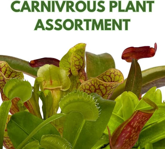 BubbleBlooms Carnivorous Plant Assortment Set, 5 Live Different Plants in 2 inch Pots