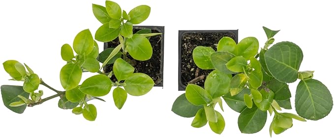 2 Live Manhattan Euonymus Plants (Euonymus Kiautschovicus ‘Manhattan’) – Evergreen Shrub for Hedges, Thriving in 2.5” Nursery Cubes
