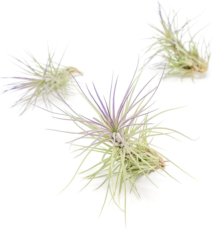 Purple Colorful Tillandsia Air Plants - Long Lasting Color Enhanced Live Tillandsia Succulent House Plants - Home and Garden Decor - Easy Care Indoor and Outdoor (Funckiana, Single)