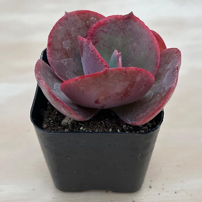Sprout N Green Echeveria Big Red, Live Succulent Plant Fully Rooted in 2" Pots with Soil Mix, Real Houseplant for Indoor Outdoor Home Office Wedding Decoration Party Favor