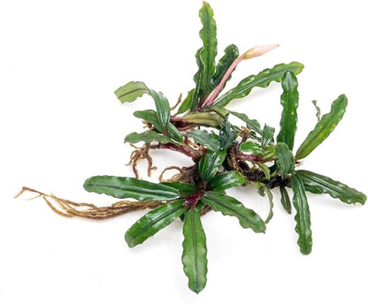 SubstrateSource Bucephalandra Catherinae Green Live Aquarium Plant - Natural Freshwater Fish Tank Decorations, Aquatic Décor - Plant (10-15 Leaves)