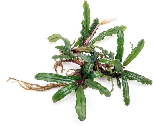 SubstrateSource Bucephalandra Catherinae Green Live Aquarium Plant - Natural Freshwater Fish Tank Decorations, Aquatic Décor - Plant (10-15 Leaves)