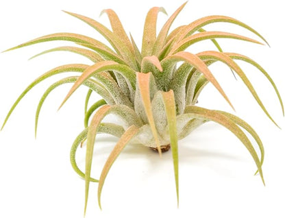Coral Colorful Tillandsia Air Plants - Long Lasting Color Enhanced Live Tillandsia Succulent House Plants - Home and Garden Decor - Easy Care Indoor/Outdoor Plants (Ionantha Rubra, Pack of 3)