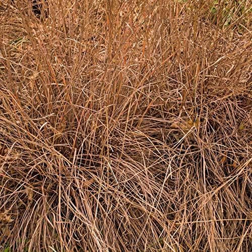 Outsidepride Perennial Little Bluestem Grass Seed - 10 lbs. Warm Season, Drought Resistant, Long-Lived Native Prairie Grass Seed, Ideal for Erosion Control, Ornamental Landscaping & Wildlife Gardens