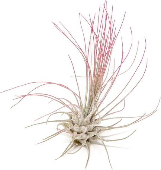 Fuchsia Colorful Tillandsia Air Plants - Long Lasting Color Enhanced Live Tillandsia Succulent House Plants - Home and Garden Decor - Easy Care Indoor/Outdoor Plants (Argentea Thin, Pack of 3)