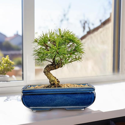 Succulent Planters Bonsai Pots for Live Bonsaii Trees Set of 2, 8.7" Large Ceramic Shallow Pot for Succulents Indoor with Drainage Hole, Outdoor Cactus Plant Bonsai Pots, Ceramic Flower Pot