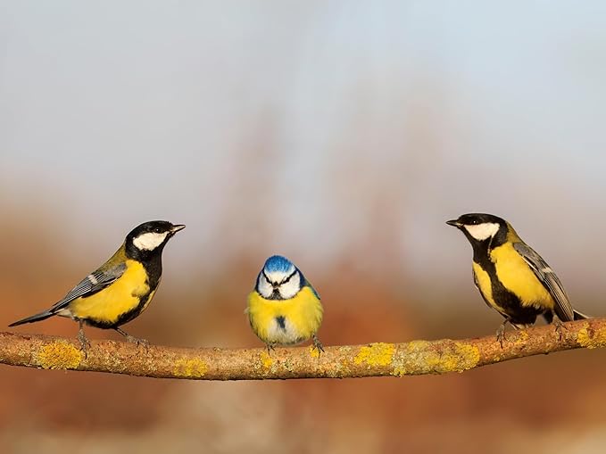 Birdseed Cylinders with Hole - Bird Seed for Outside Wild Birds (Small Cylinder, Tweet Treats 4pc)