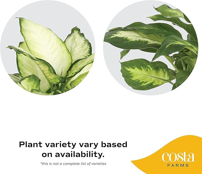 Costa Farms Dieffenbachia, Live Indoor Plant in Décor Plant Pot, Potted Houseplant in Potting Soil Mix, Real Plants Gift for Mom, Dad, 12-14 Inches Tall