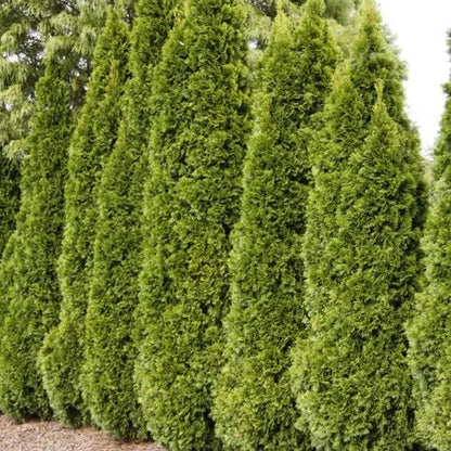 Ten Pack of Emerald Arborvitaes - Evergreen Privacy Hedge - 10 Live Plants Shipped 1 to 2 Feet Tall by DAS Farms (No California)