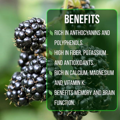 Blackberry Plant Collection (4 Pack) Live Fruit Plants for Planting | 4 Different Varieties for a Continuous Harvest | Thornless & Thorny Mix| Large, Sweet & Juicy Berries |Perfect for Organic Gardens