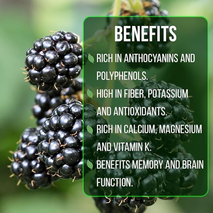 BlackBerry Plant Kiowa (4 Pack) | Live Fruit Plant for Planting | Extra-Large, Juicy & Sweet Berries | Thorny & High-Yielding Variety | Perfect for Fresh Eating, Jams & Organic Gardening