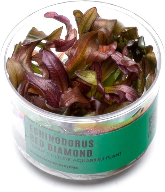Ultum Nature Systems Echinodorus Red Diamond Tissue Culture Live Plant for Aquarium, Aquascape, Freshwater Fish Tanks - 100% Snail Free in Vitro