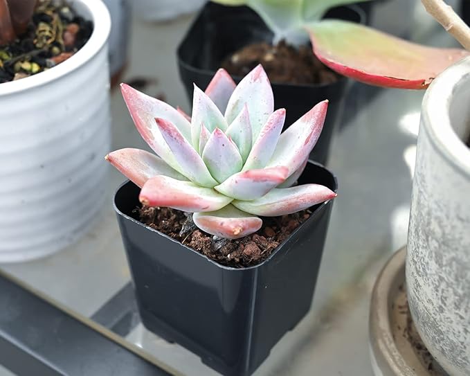 Sprout N Green Echeveria Colorata VAR. Brandtii, Live Succulent Plant Fully Rooted in 2" Pots with Soil Mix, Real Houseplant for Indoor Outdoor Home Office Wedding Decoration Party Favor
