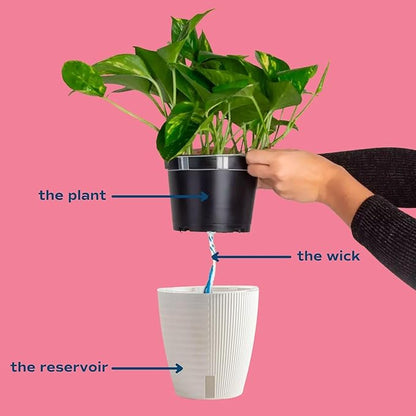 Costa Farms Aglaonema Spathonema, Rare Unique Live Indoor Plant in 6-Inch Self-Watering Houseplant Pot, Potting Soil, Trending Tropicals Collection, Room and Home Decor