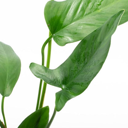 SubstrateSource Anubias Live Aquarium Plants - Potted Freshwater Plant for Fish Tanks, Terrariums - Beginner Friendly Low Light (Hastifolia, 1 Pot)