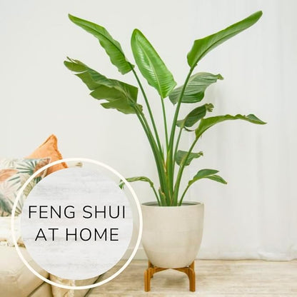 Bird of Paradise Plants Live (4-Pack), Strelitzia Plants with Perennial Orange (2) and White (2) Flowers, Indoor/Outdoor Plants, Exotic Tropical Decor, Not Artificial, 6-10" Height. 2" Pot.
