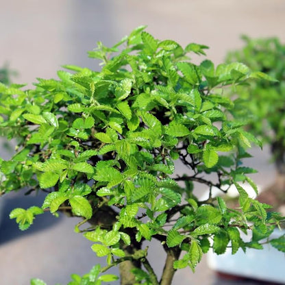 Brussel's Bonsai Live Chinese Elm Outdoor Bonsai Tree 5 Years Old 6"-8" Tall in Plastic Grower Pot, Small
