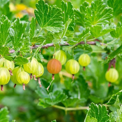 Sweet Gooseberry Plant Live for Planting, Gooseberry Bushes Live Plant 5 to 9 Inch Tall, Gooseberries Fruit