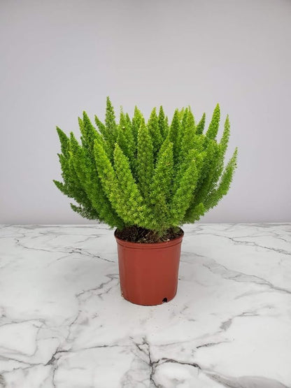 Foxtail Fern Plant - Live Asparagus Fern - 3 Gallon Pot - Overall Height 20" to 24" - Tropical Plants of Florida (Plant Only)