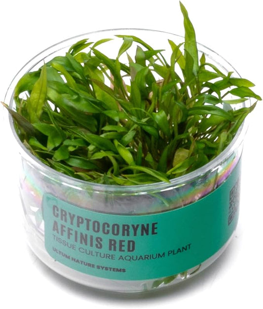 Ultum Nature Systems Cryptocoryne Affinis Red Tissue Culture Live Plant for Aquarium, Aquascape, Freshwater Fish Tanks - 100% Snail Free in Vitro