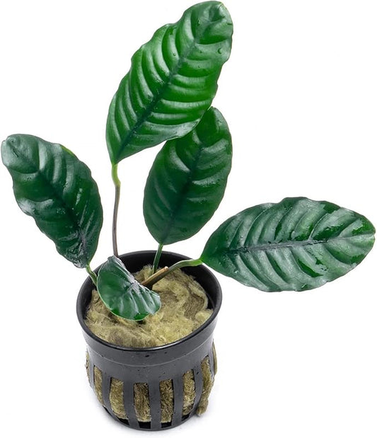 SubstrateSource Anubias Live Aquarium Plants - Potted Freshwater Plant for Fish Tanks, Terrariums - Beginner Friendly Low Light (Barteri Coffeefolia, 3 Pots)