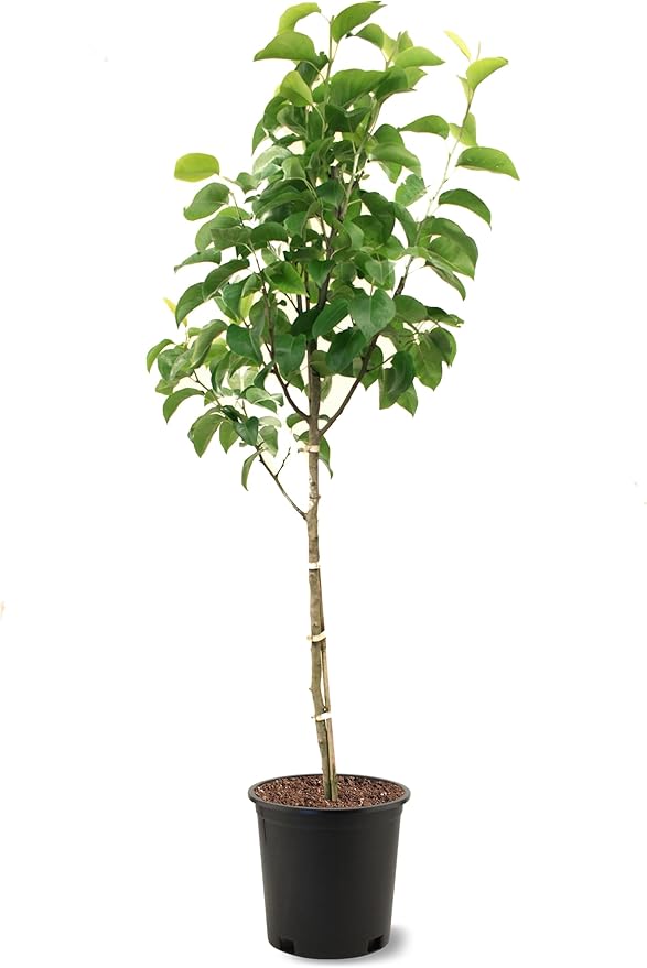 American Plant Exchange Shinseiki Pear Trees, 5 Gallon Pot, 3-4ft Tall, Semi-Self Pollinating, Live Fruiting Tree, Large Outdoor Landscape Plant, White Flowers, Ideal for Fresh Eating or Canning