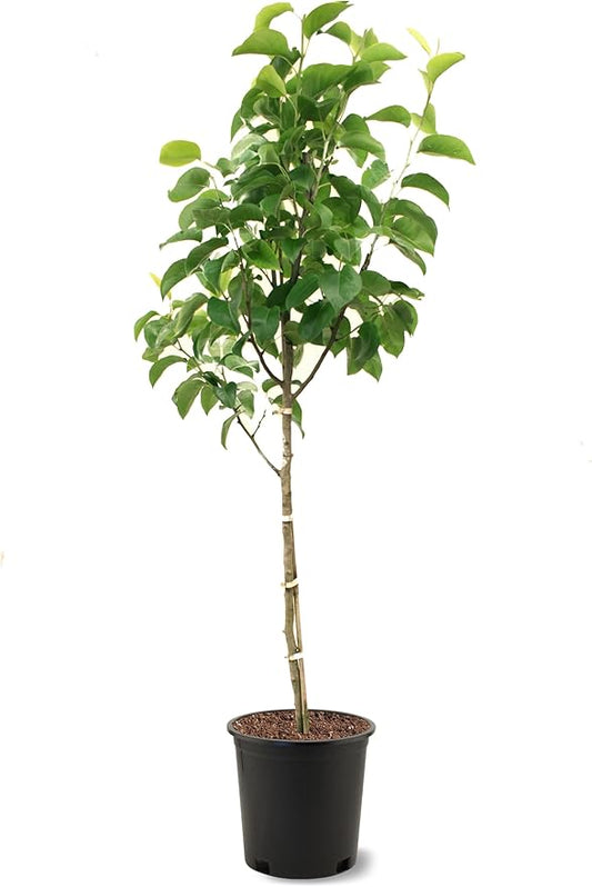 American Plant Exchange Shinseiki Pear Trees, 5 Gallon Pot, 3-4ft Tall, Semi-Self Pollinating, Live Fruiting Tree, Large Outdoor Landscape Plant, White Flowers, Ideal for Fresh Eating or Canning