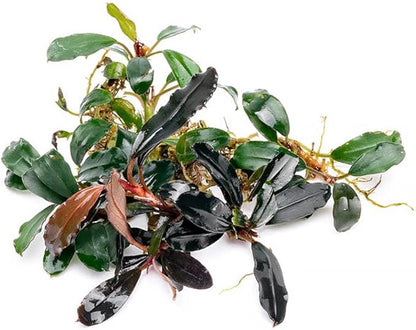 SubstrateSource Bucephalandra Brownie Blue Live Aquarium Plant - Natural Freshwater Fish Tank Decorations and Aquatic Decor (Small Clump (3-5 Plants))